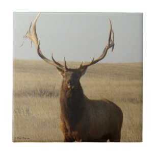 Carreau E13 Élan mâle Bull Elk Herbe dans les cornes
