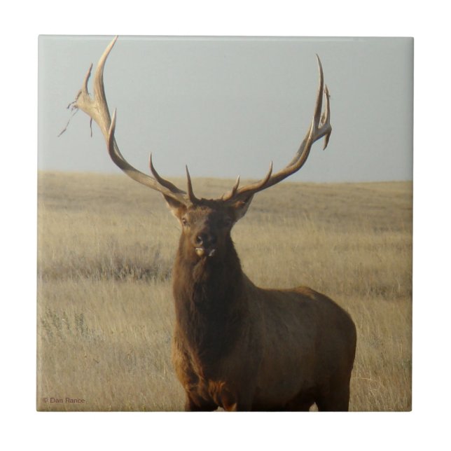 Carreau E13 Élan mâle Bull Elk Herbe dans les cornes (Devant)