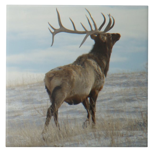 Carreau E58 Bull Elk Lucky 13 Bull (Devant)