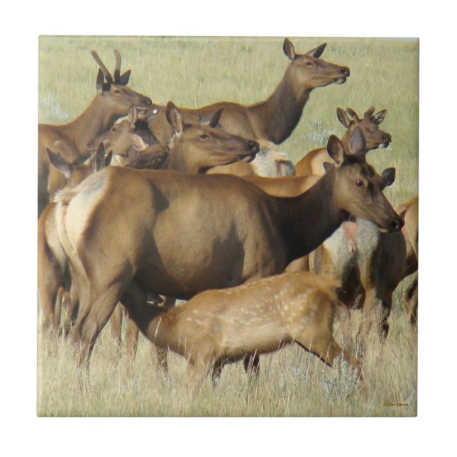 Carreau E7 Vache élane nourrissant un jeune élan (Devant)