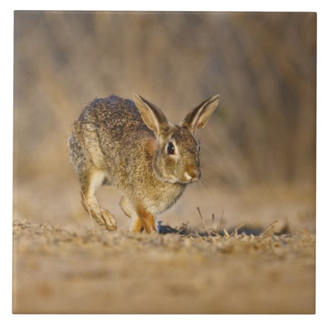 Carreau Eastern cottontail rabbit hopping (Devant)
