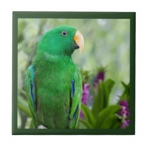 Carreau Eclectus Parrot Homme