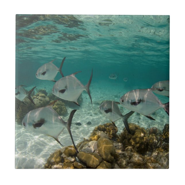 Carreau École de permis de pêche (Devant)