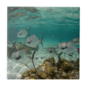 Carreau École de poissons permis