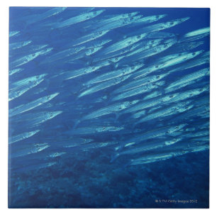 Carreau École des poissons 11