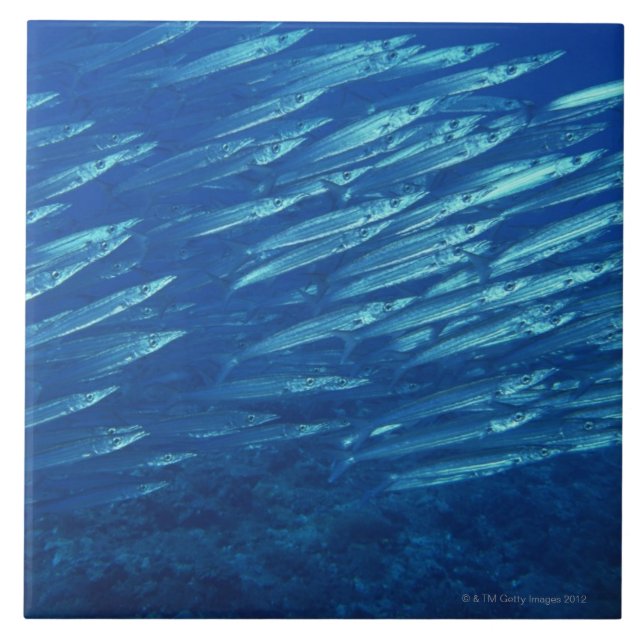 Carreau École des poissons 11 (Devant)