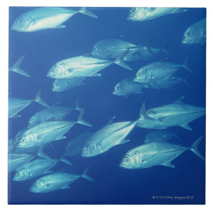 Carreau École des poissons 4