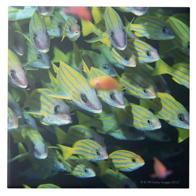 Carreau École des poissons 7 (Devant)