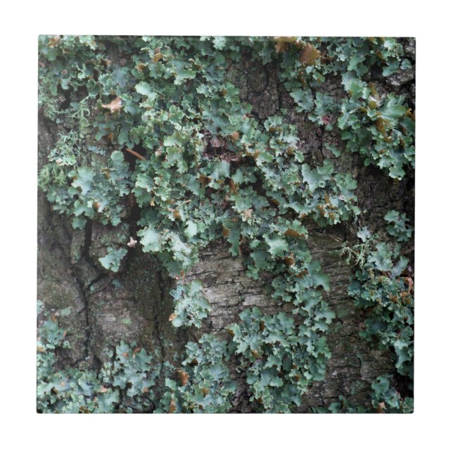 Carreau Écorce d'arbre (Devant)
