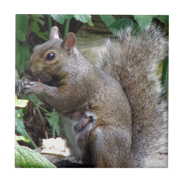 Carreau Écureuil (Devant)