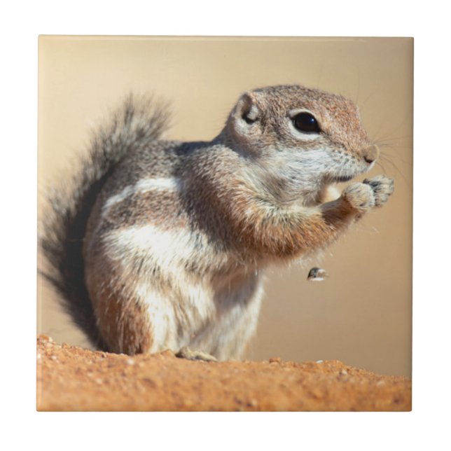 Carreau écureuil antilope de Harris (Ammospermophilus) (Devant)