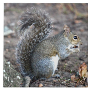 Carreau Écureuil mâchant sur un gland