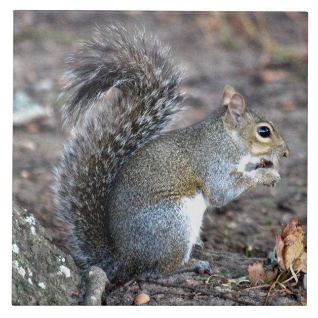 Carreau Écureuil mâchant sur un gland (Devant)