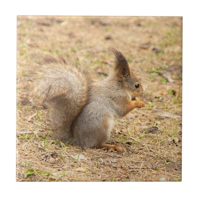 Carreau Écureuil mignon mange une noix photo (Devant)