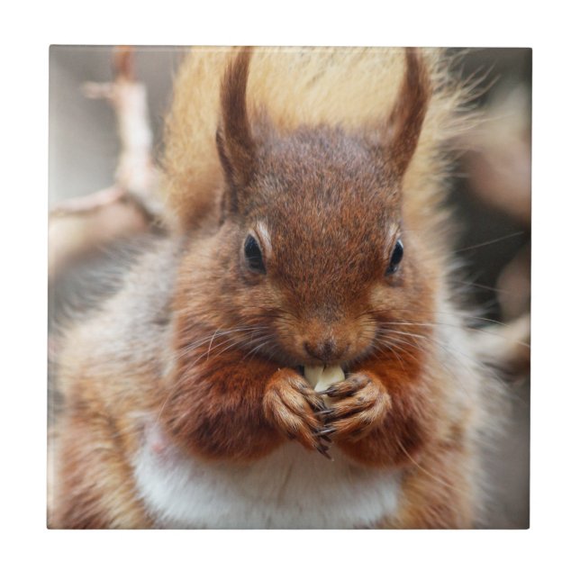 Carreau Écureuil rouge (Devant)