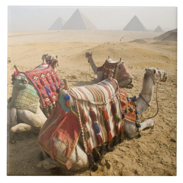 Carreau Égypte, Le Caire. Chameaux au repos (Devant)