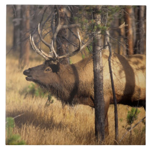 Carreau élan, Cervus elaphus, taureau claironne dans un br