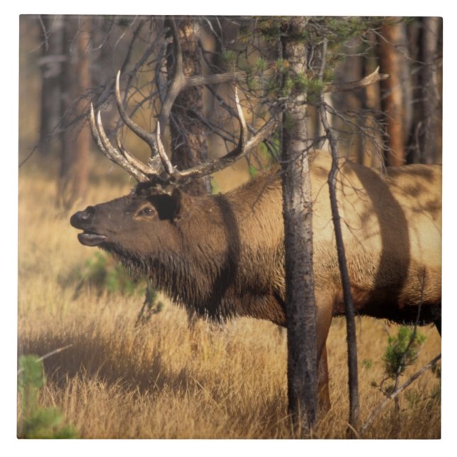 Carreau élan, Cervus elaphus, taureau claironne dans un br (Devant)