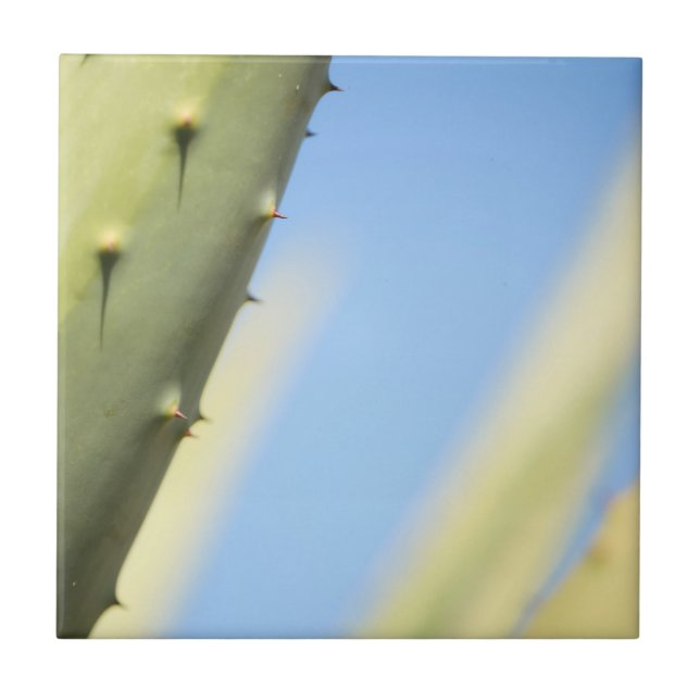 Carreau Élégant Green Aloe Blue Sky Espresso (Devant)