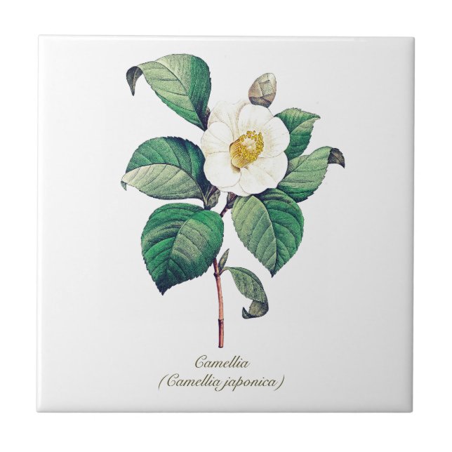 Carreau Élégant Vintage Botanique Blanc Camellia Flower (Devant)