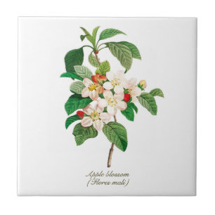 Carreau Élégante floraison Vintage de pomme botanique