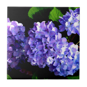 Carreau Elégante perruche violette hydrangée florale
