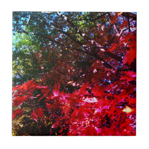 Carreau Élégants arbres d'automne feuilles roses rouges