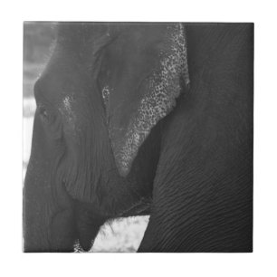 Carreau Éléphant
