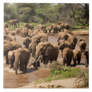 Carreau Eléphant africain, Loxodonta africana, traversée