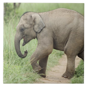 Carreau Éléphant bébé suivant sa mère, Corbett