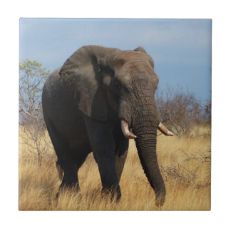 Carreau Eléphant d'Afrique