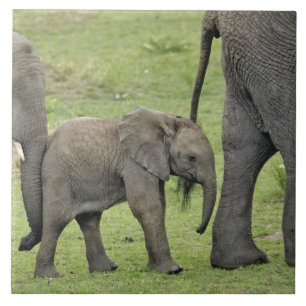 Carreau Éléphant d'Afrique femelle avec bébé