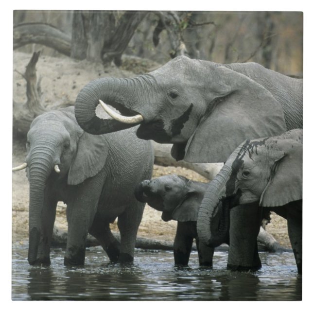 Carreau Éléphant d'Afrique, (Loxodonta africana), buvant (Devant)