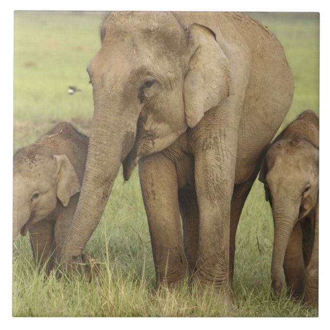 Carreau Éléphant d'Asie indien et jeunes (Devant)