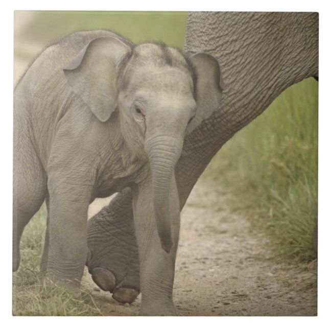 Carreau Éléphant d'Asie/Indien et son jeune, Corbett 2 (Devant)
