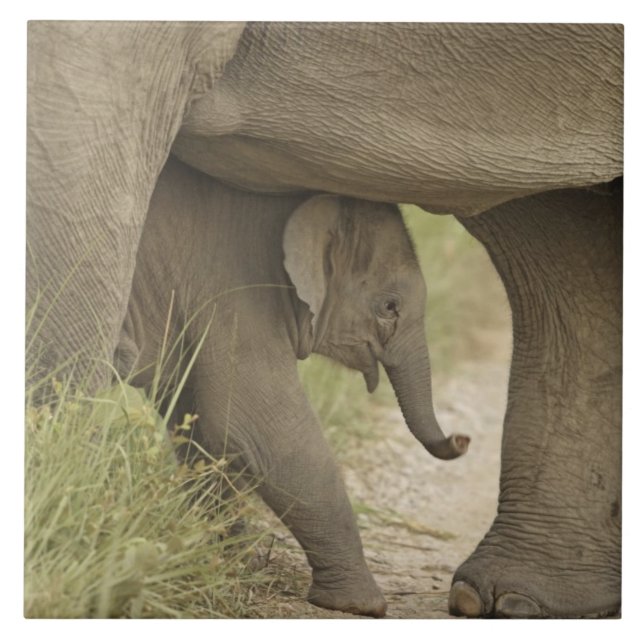 Carreau Éléphant d'Inde / d'Asie et son petit, Corbett (Devant)