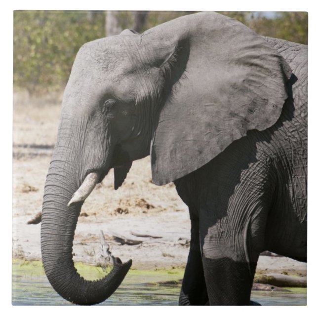 Carreau Éléphant (Loxodonta africana), chenal Savute (Devant)