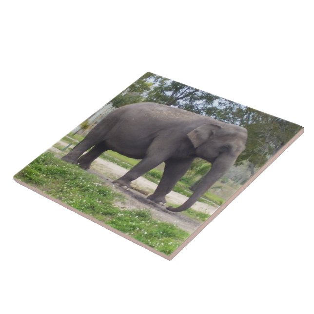 Carreau Éléphant sur le chemin paisible de la prairie (Côté)