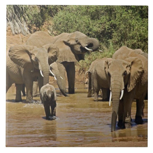 Carreau Eléphants africains, Loxodonta Africana, Samburu (Devant)
