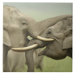Carreau Éléphants asiatiques indiens qui jouent à se battr