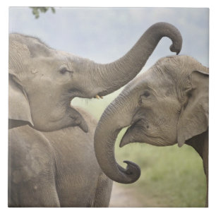 Carreau Éléphants asiatiques indiens s'amusent à se battre