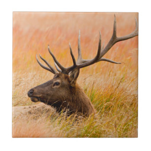 Carreau Elk (Cervus Elephus) Reposé Dans L'Herbe Des Prés