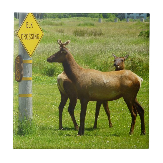 Carreau Elk Crossing California Wildlife Photography (Devant)