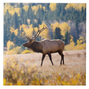 Carreau Elk in Rocky Mountain National Park, Colorado