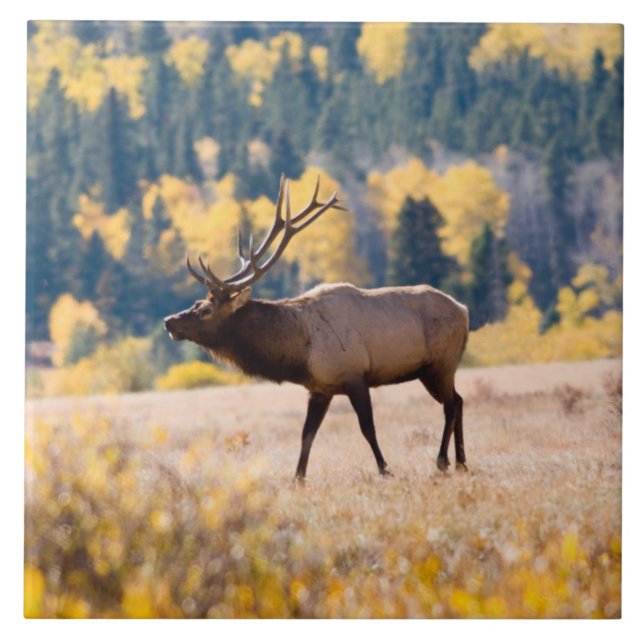 Carreau Elk in Rocky Mountain National Park, Colorado (Devant)