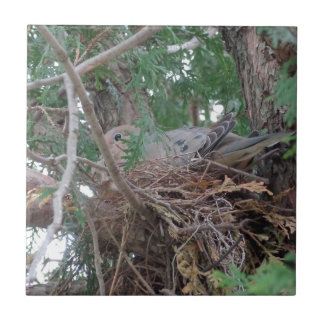 Carreau Emboîtement de colombe de matin