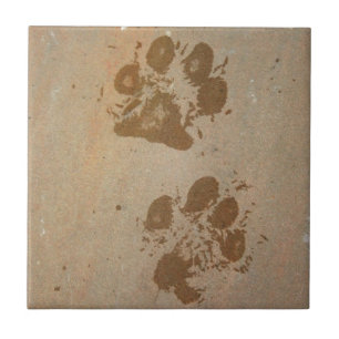 Carreau Empreintes de pattes humides