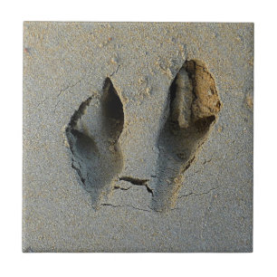 Carreau Empreintes Wallaby en sable