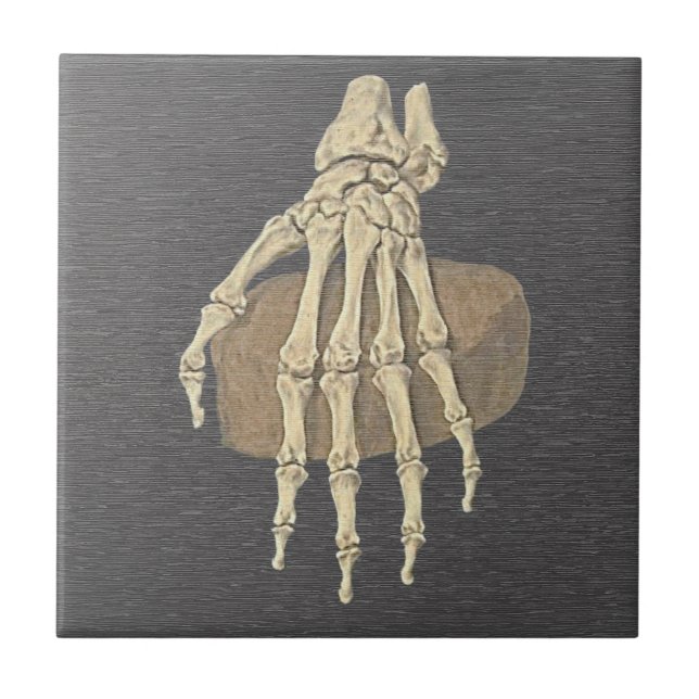 Carreau en céramique d'anatomie - Main de squelett (Devant)