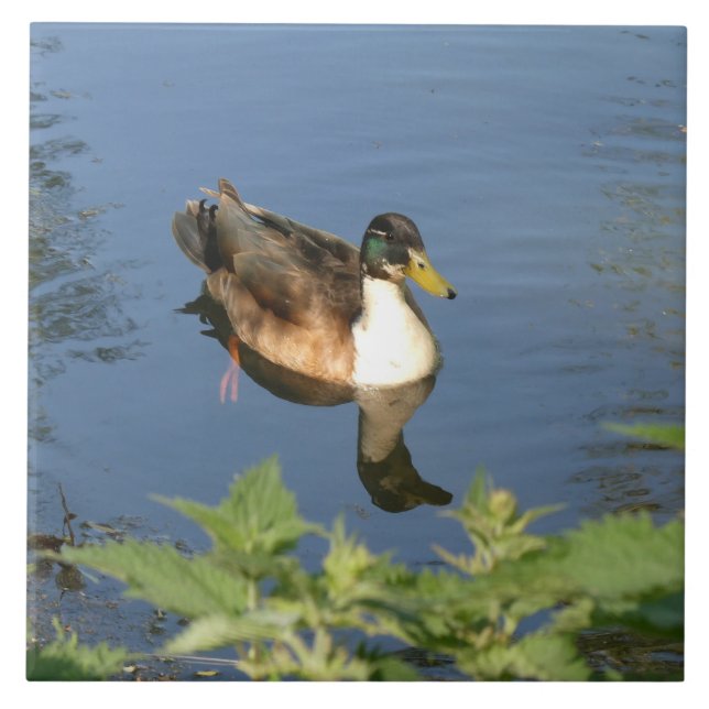Carreau en céramique de canard de natation mignon (Devant)